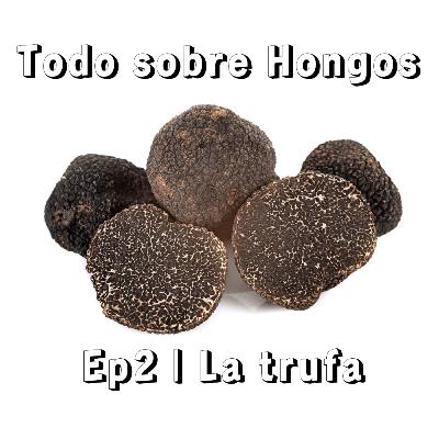 Todo sobre Hongos | Ep2 | La trufa