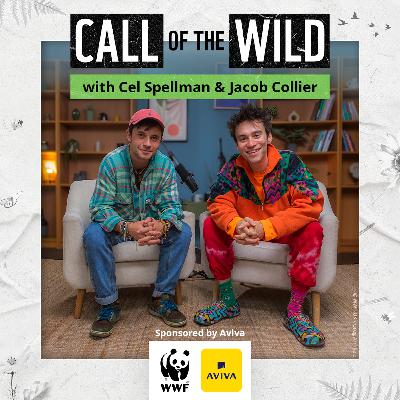 Jacob Collier’s Call of the Wild