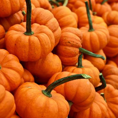Fuori (stagione) di zucca Fuori (stagione) di zucca