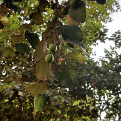 #10 - Ber Tree / Ziziphus mauritiana