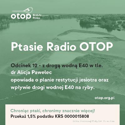 dr Alicja Pawelec opowiada o wpływie budowy drogi wodne jE40 oraz stopnia wodnego w Siarzewie na Wiśle na ogromne jesiotry.