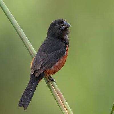 Chestnut-bellied seed finch (Curió) Chestnut-bellied seed finch (Curió)