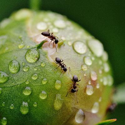 Der Insekten-Podcast: -Sechs Beine gegen den Rest der Welt- #Folge 2 mit Ameisenwunder