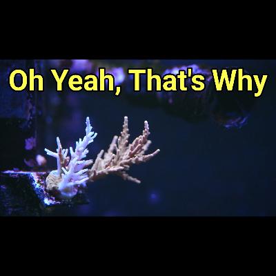 Remind Me Why I Hate Acros? The Prestige Reef Dork Show Ep 119