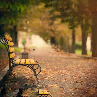 'An old bench in the park' 'An old bench in the park'