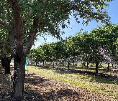 An Earlier Start to Irrigation in Almond (2025)