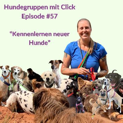 Kennenlernen neuer Hunde Kennenlernen neuer Hunde