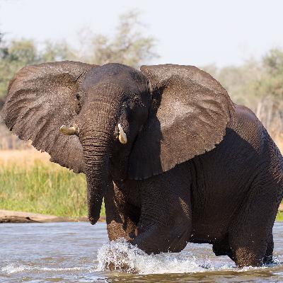 Safaris in Zambia with Nick Aslin