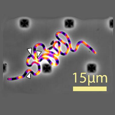 Aparici en Órbita s08e14: La biofísica de los filamentos bacterianos Aparici en Órbita s08e14: La biofísica de los filamentos bacterianos