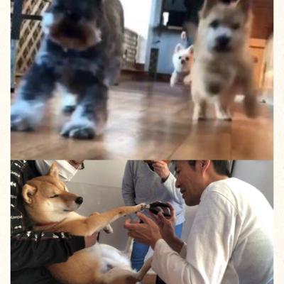 吠える噛むを改善する２つの道の②は犬はパートナーとして上手に工夫しながら付き合っていくこと