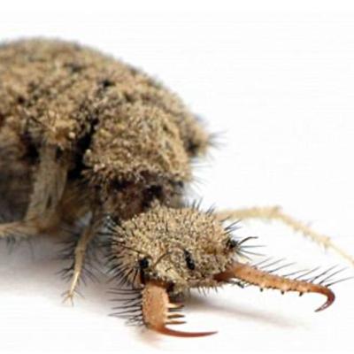 Antlions can fly?