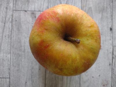 Episode 67 - What's a Belle de Boskoop Apple?