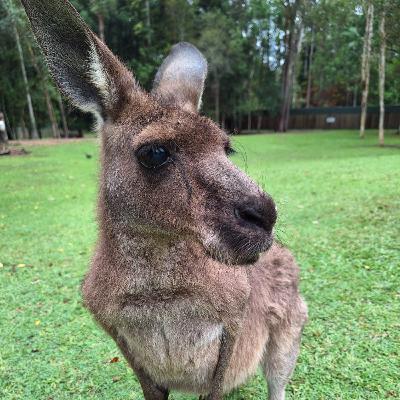 I come from a land Down Under