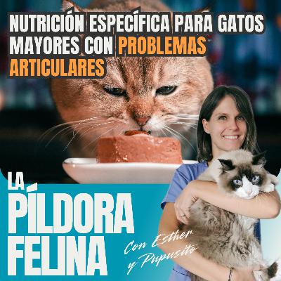 508. Nutrición específica para gatos mayores con PROBLEMAS ARTICULARES