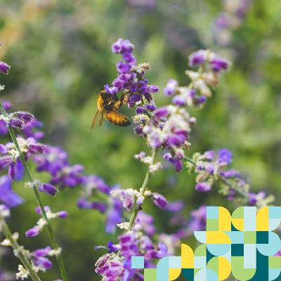 Features: ICLEI Joins the International Day for Biodiversity’s Call to ‘Be Part of the Plan’