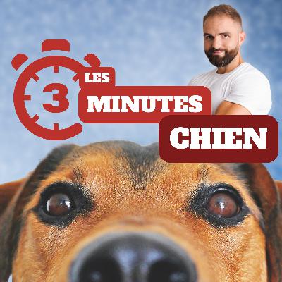 Un chien peut-être raciste ?