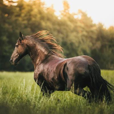 2026 Fire Horse Spirit Meditation ✨Step Into Your Full Power! (Repost - New Audio!)