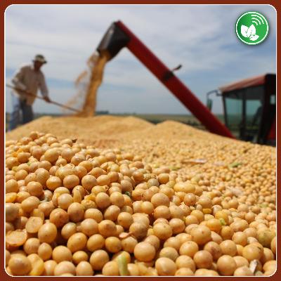 La campaña 2025/26 de soja abre oportunidades, pero reclama reglas claras La campaña 2025/26 de soja abre oportunidades, pero reclama reglas claras