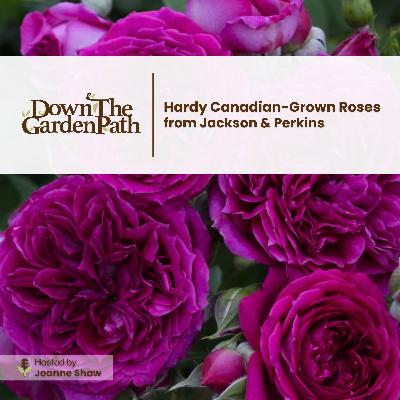 Hardy Canadian-Grown Roses from Jackson & Perkins Hardy Canadian-Grown Roses from Jackson & Perkins