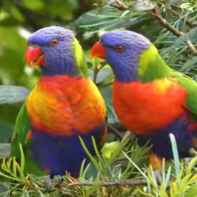 The Well-living Paradigm. Audio article. Part 1