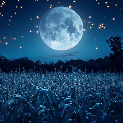 Cornfield at Night: A 6-Hour Immersion / Relaxing Sounds to Sleep, Study, Meditate
