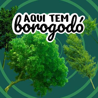 Kimberly-Clark - Iniciativas da marca para a preservação da mata atlântica
