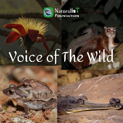 Voice of the Wild