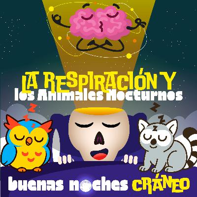 Respiración y Animales Nocturnos (calma)