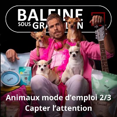 S07E60 Animaux mode d'emploi 2/3 : Jusqu'où peut-on aller trop loin ? (Yvan Kereun) S07E60 Animaux mode d'emploi 2/3 : Jusqu'où peut-on aller trop loin ? (Yvan Kereun)