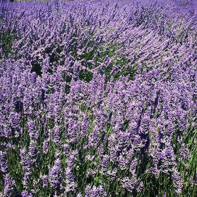 For the Love of Lavender! An Interview with the Owner & Operator of Victor's Lavender Farm