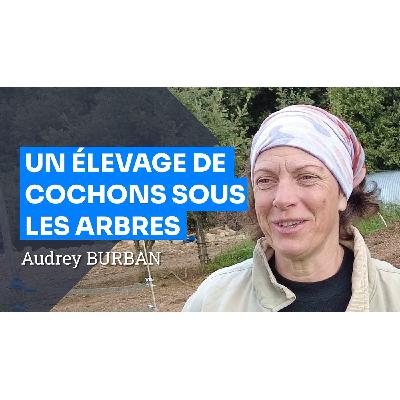 Élevage Porcin et Agroforesterie dans les Cévennes Élevage Porcin et Agroforesterie dans les Cévennes
