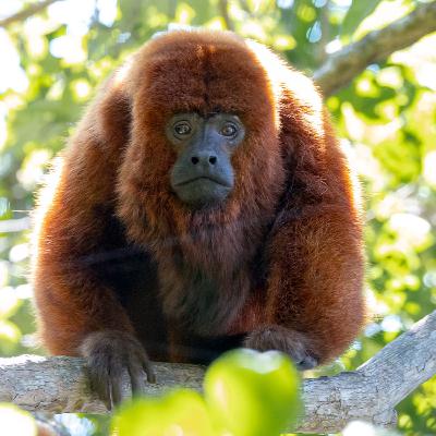 Reintrodução de bugios e felinos em Floripa