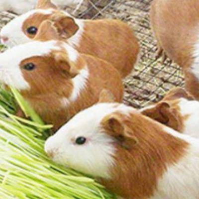 Recomendaciones y aspectos que se debe considerar para una buena crianza de cuyes💖