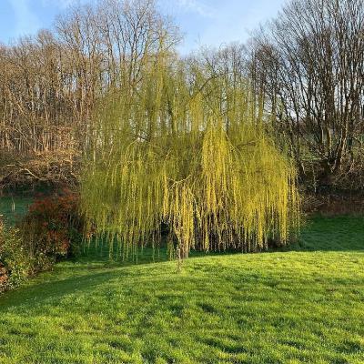 MAMIE RACONTE #4 - Joyeux Noël quand tu veux