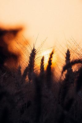 Harvest Season?