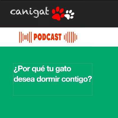 137- ¿Por qué tu gato desea dormir contigo?