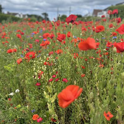 EP 16 "He Bought Plato" a conversation with John Dillon