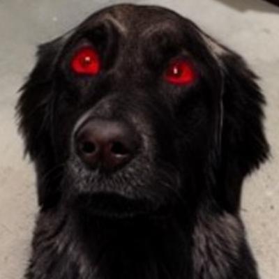 Can Werewolves be Real? Stories of Dogmen - Collab Episode with the Paranormal Curator Can Werewolves be Real? Stories of Dogmen - Collab Episode with the Paranormal Curator