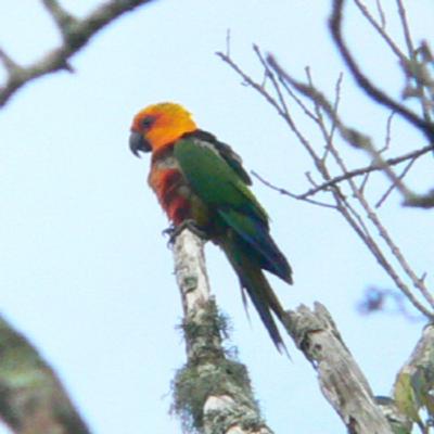 184 Murici, Brazil - Search for Orange-bellied & Alagoas Antwrens 184 Murici, Brazil - Search for Orange-bellied & Alagoas Antwrens