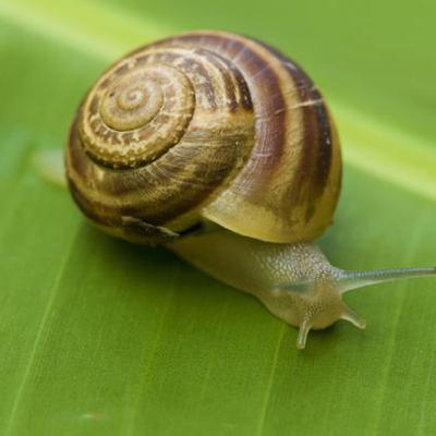 Tag karo usse jo snail ki tarah dheere dheere chalta hai...