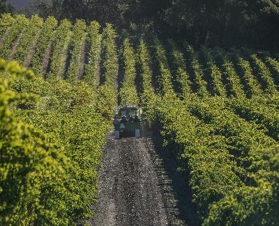 Sonoma County Wineries Have Mixed Feelings On Wine Improvement District Plan