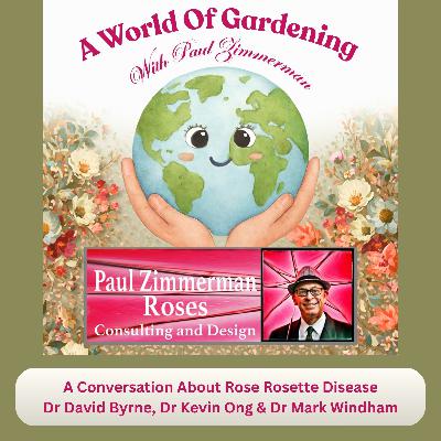 The Everyday Rose Show. A Discussion About Rose Rosette Disease The Everyday Rose Show. A Discussion About Rose Rosette Disease