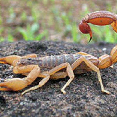 Scorpions