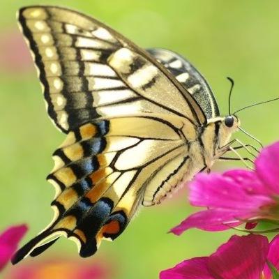 Mơ thấy bướm số mấy? Giải mã ý nghĩa giấc mơ bướm