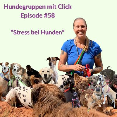Stress bei Hunden Stress bei Hunden