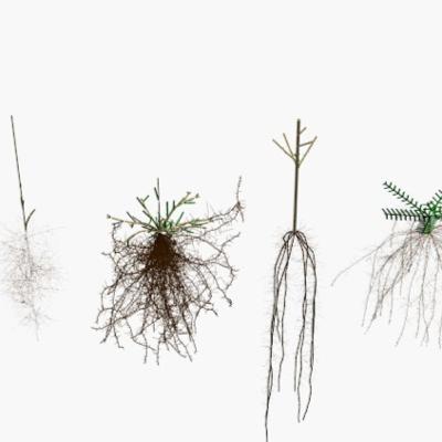 Introducing the new CPlantBox