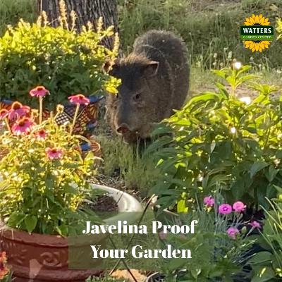 🐗 Javelina Proof Your Garden