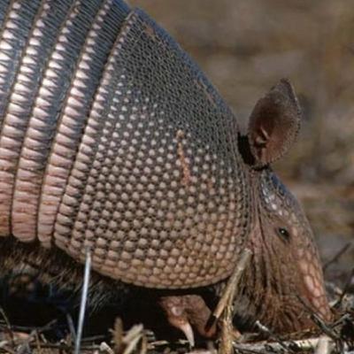 El armadillo