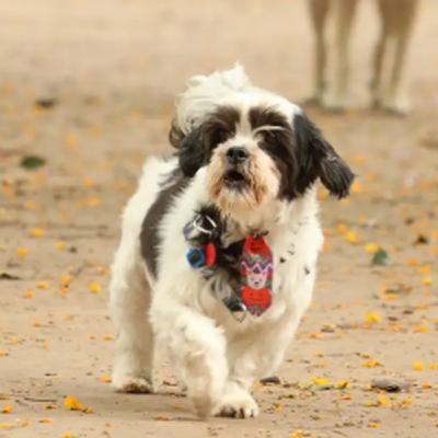 Responsabilidades de ter um pet