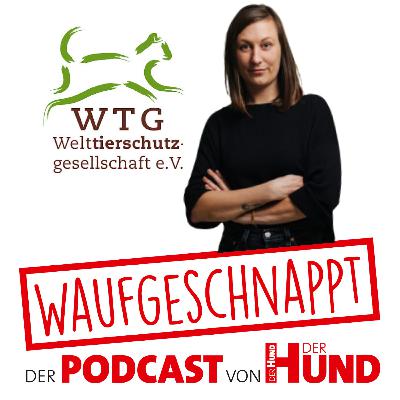 Tierschutz-Fakes auf Social Media - Wiebke Plasse